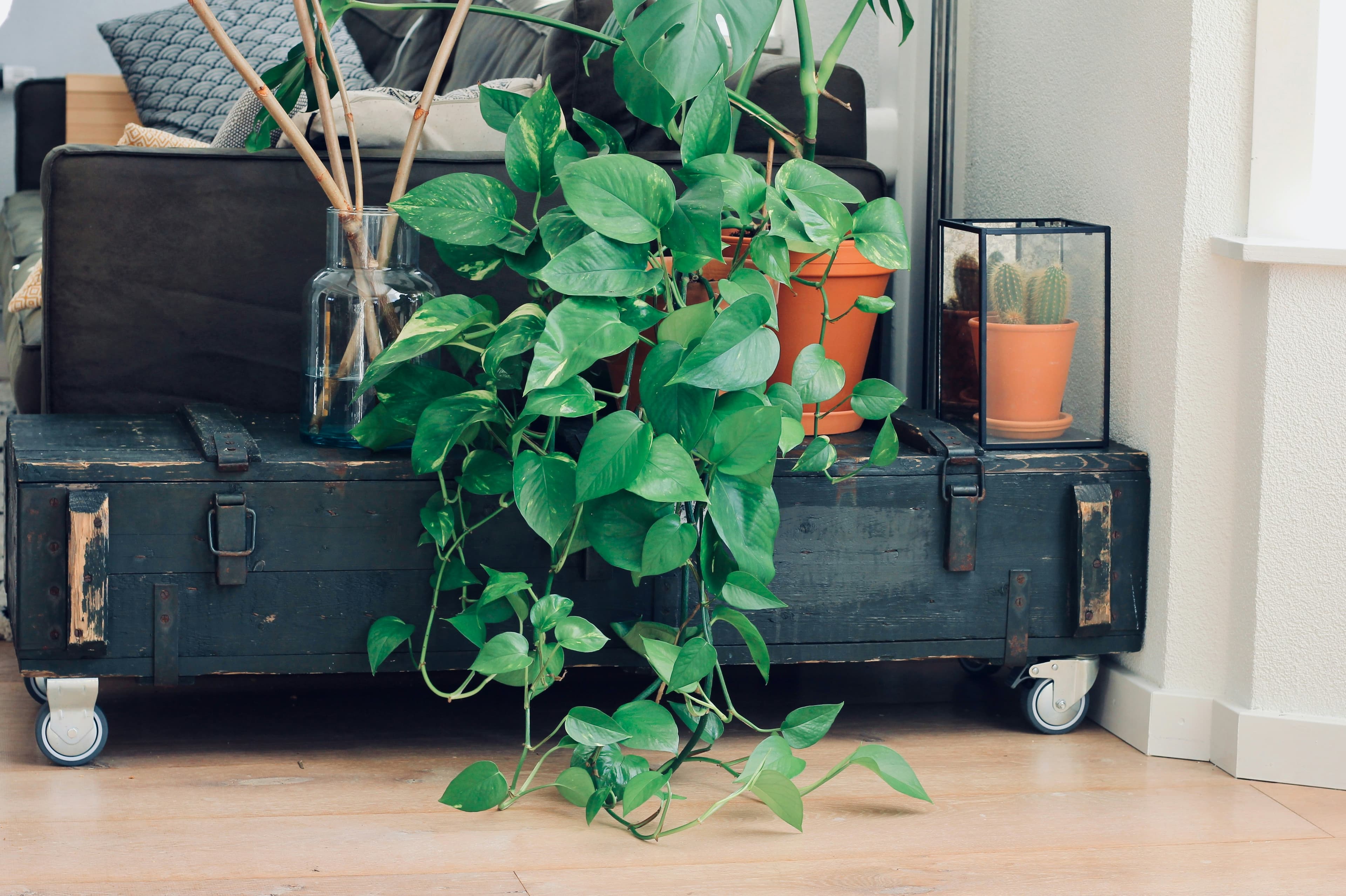 hanging plant stand with macrame holders in bright apartment corner
