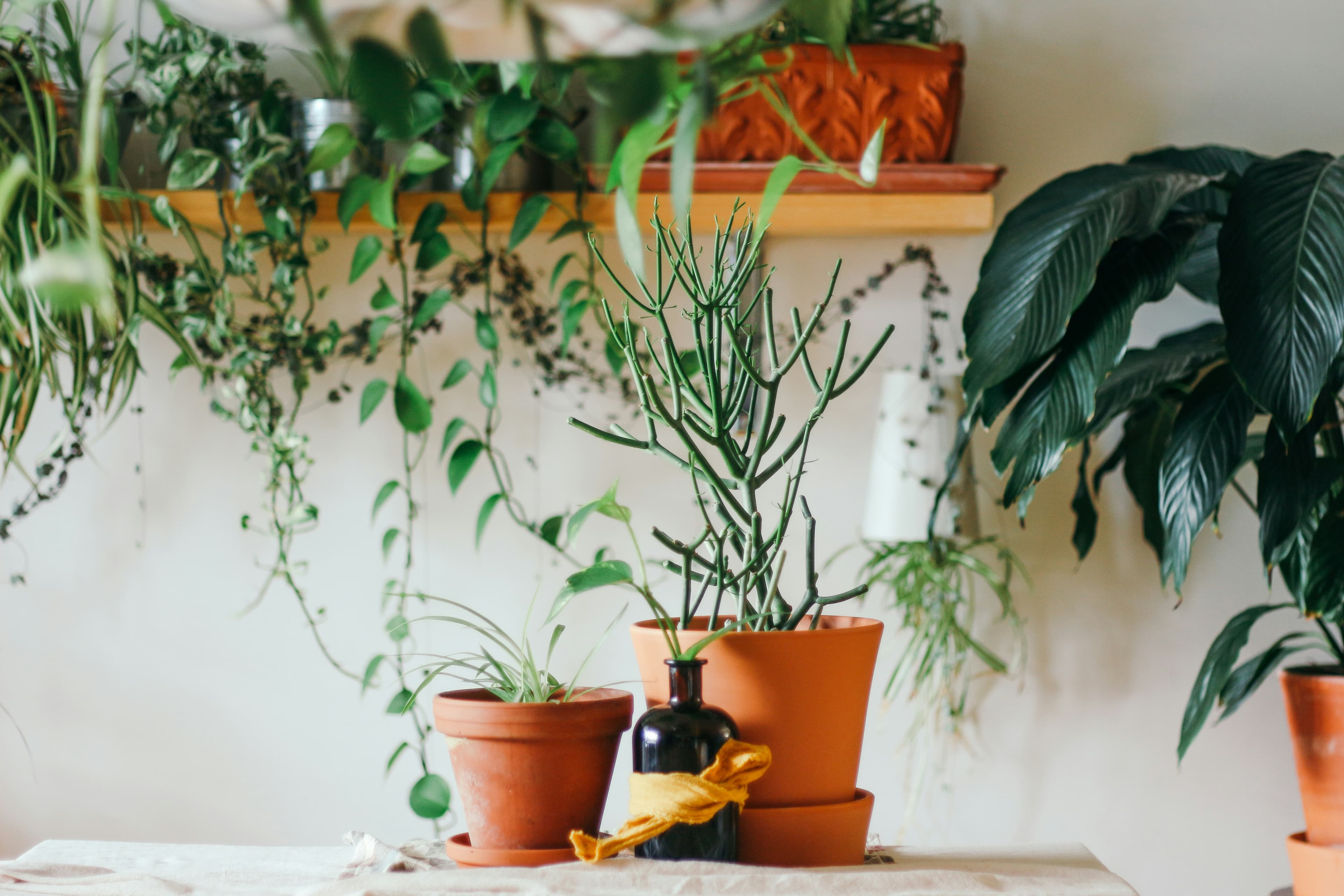 Plant Stand Weight Capacity: A Guide to Not Destroying Your Floors