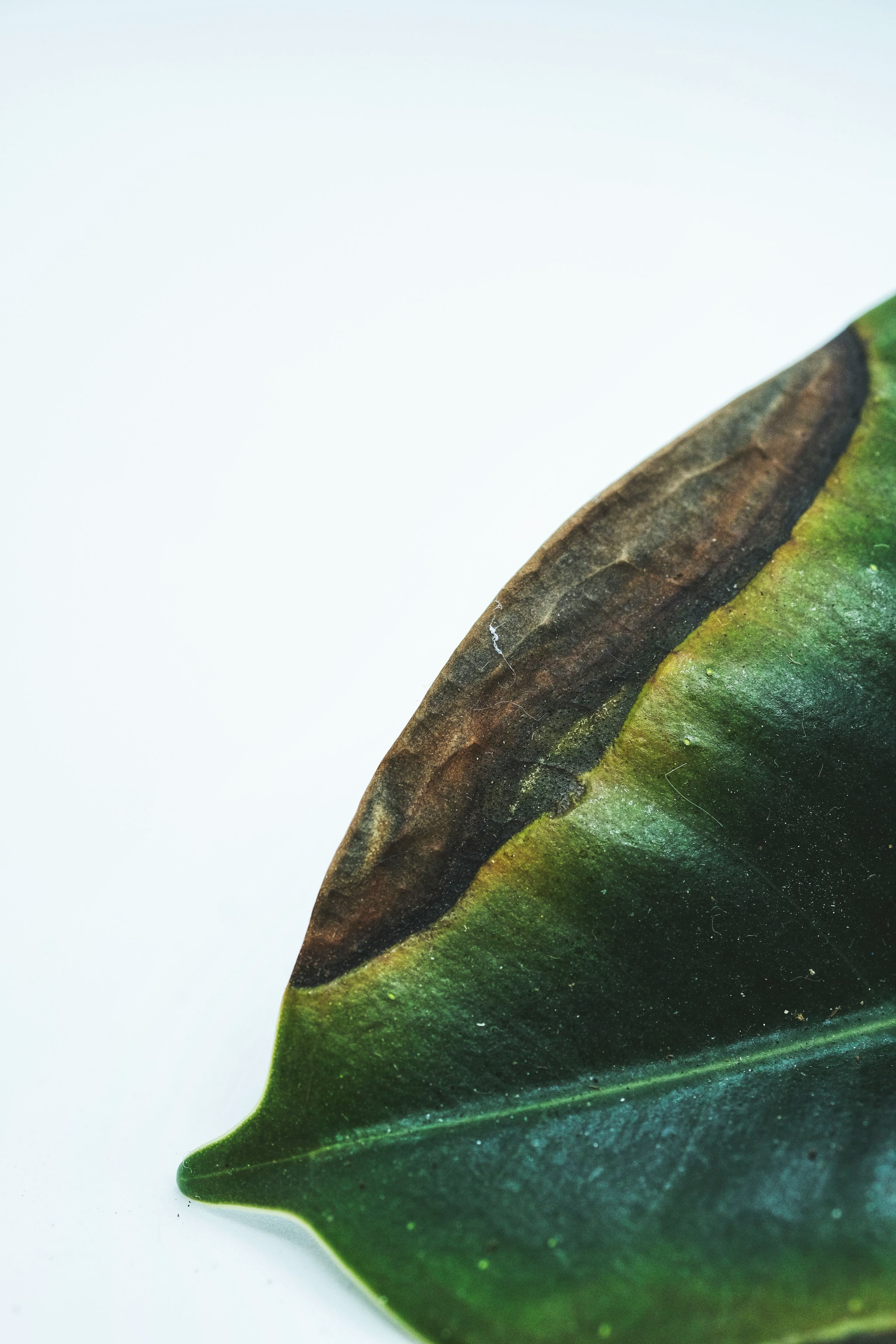 Why Do My Plants Keep Dying in Pots? A Troubleshooting FAQ