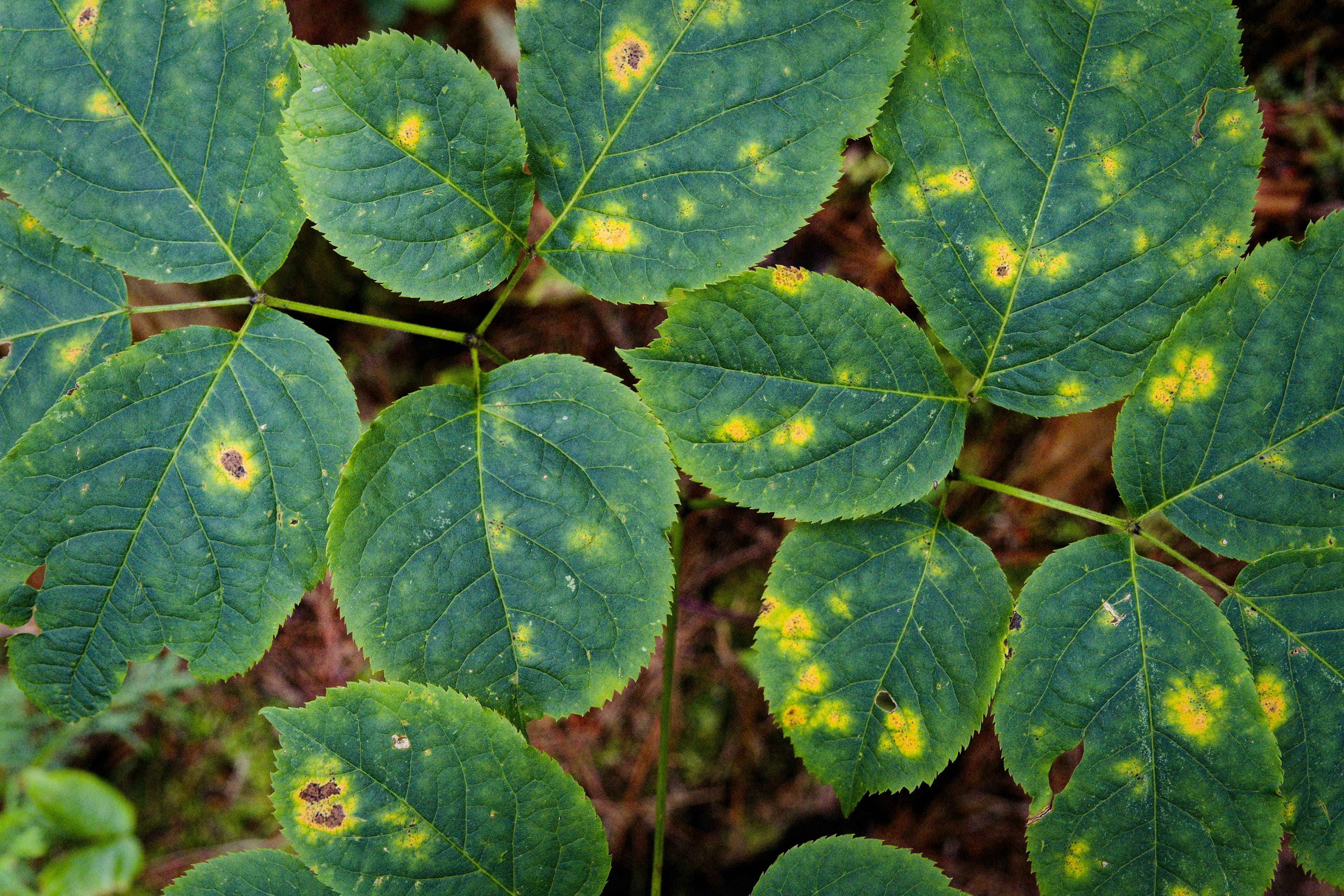 person inspecting potted plant leaves for pests close up