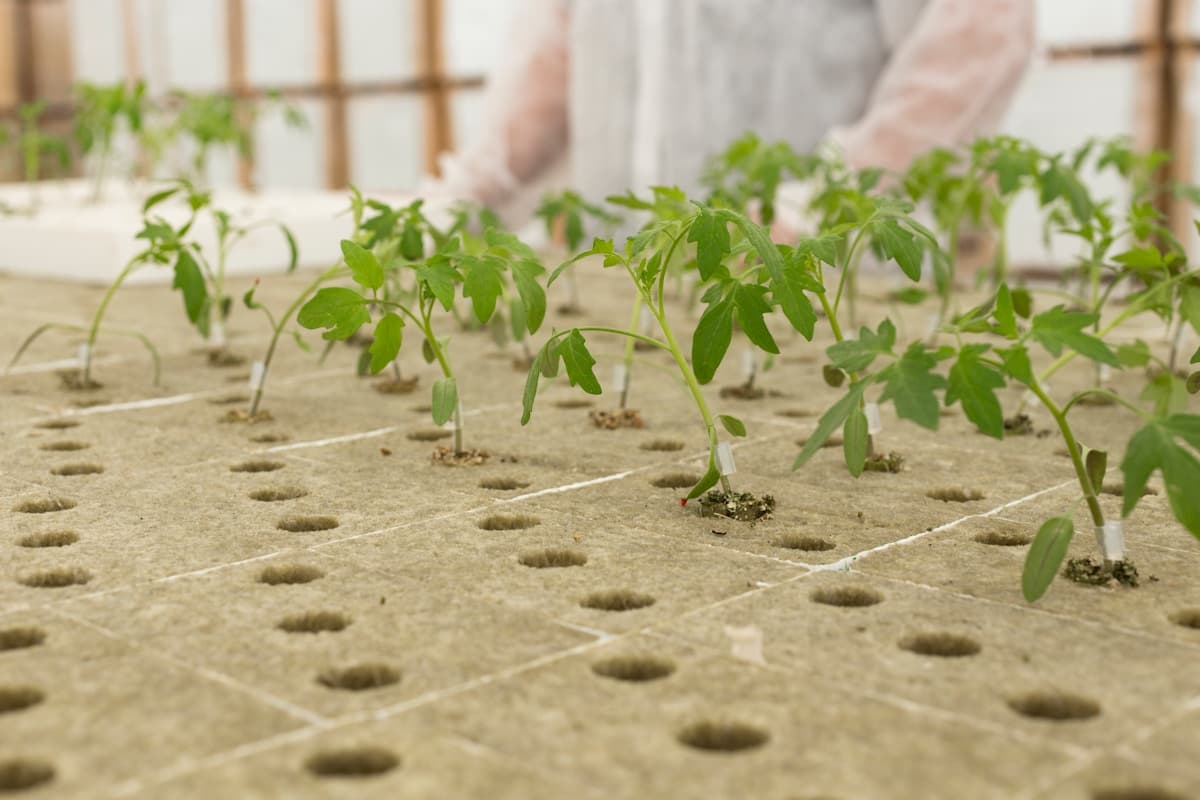 Simple gardening tools and seed packets arranged on a wooden surface